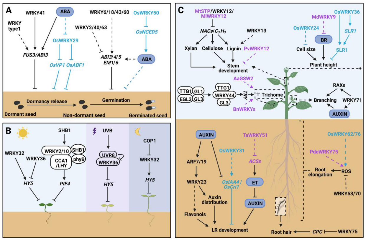 国家重点实验室余迪求研究团队受邀在Trends in Plant Science杂志发表综述文章