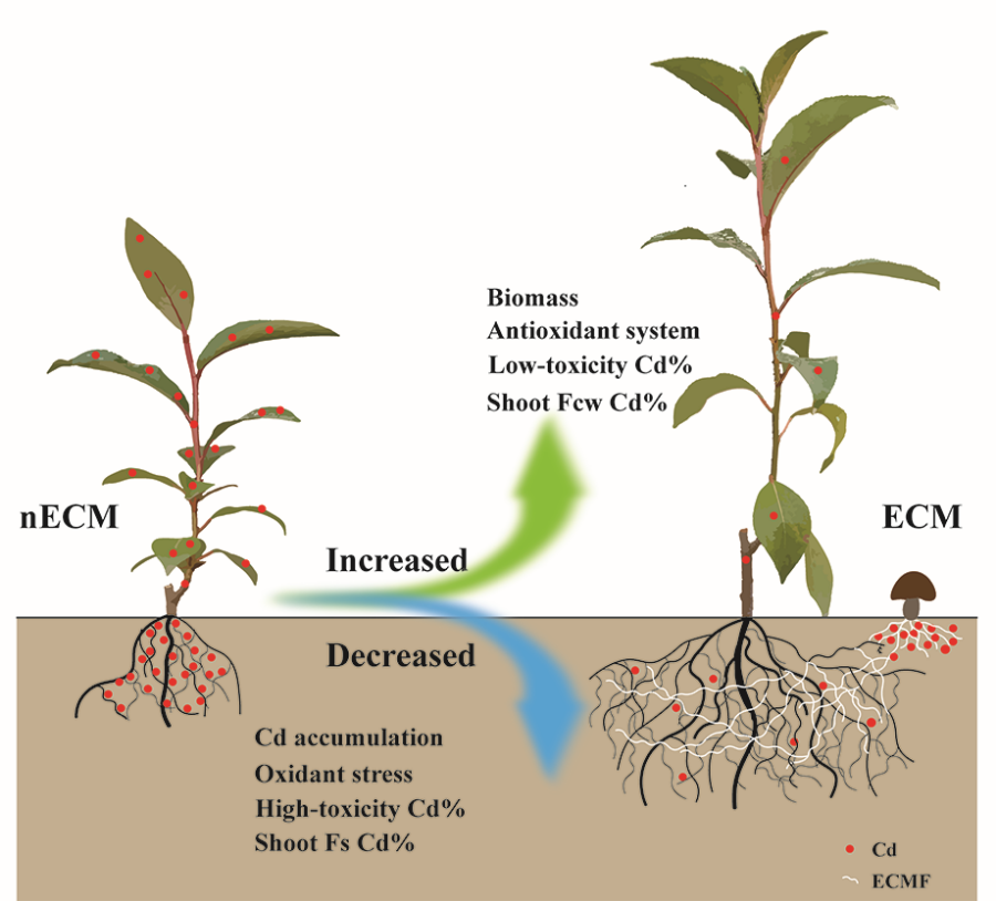 国家重点实验室赵之伟研究员组在重金属尾矿区菌根植物的生物修复研究中取得新进展