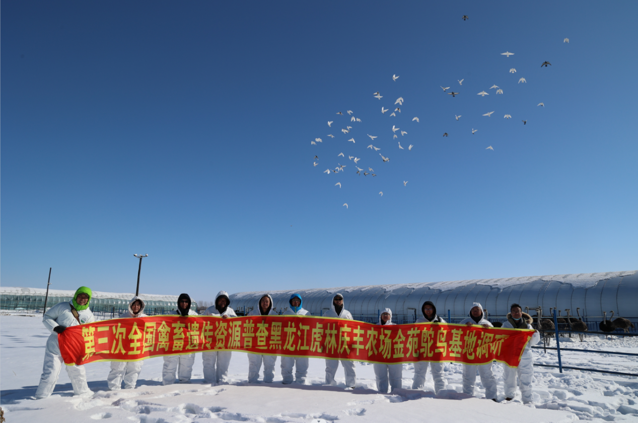 杜炳旺教授领衔的专家团队顺利开展寒地鸵鸟普查调研考察工作