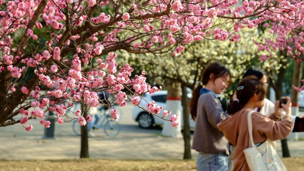 今日春分｜科大春光好，恰与少年同