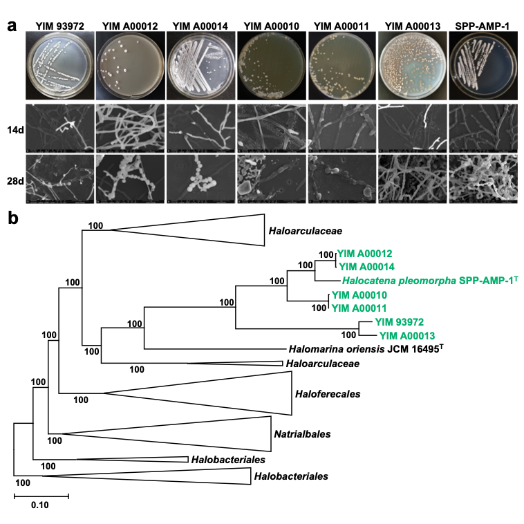 生命科学学院唐蜀昆/职晓阳团队在Nature Communications杂志报道了一株具有复杂形态发育过程的嗜盐古菌