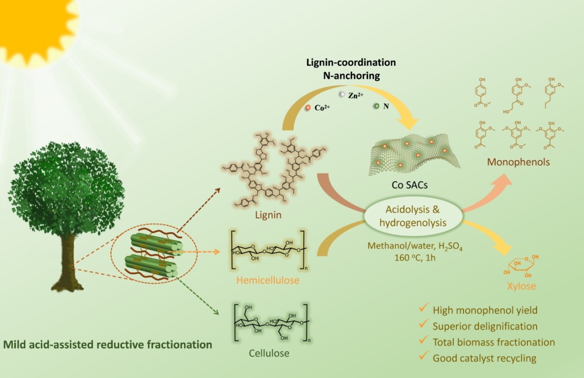 天科大轻工学院在木质纤维素生物质单原子还原催化分离领域取得重要研究进展