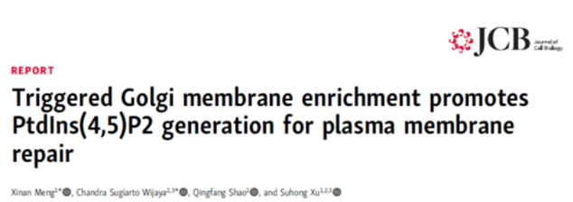 基础医学院徐素宏课题组《Journal of Cell Biology》发文揭示高尔基体参与调控细胞膜损伤修复新机制