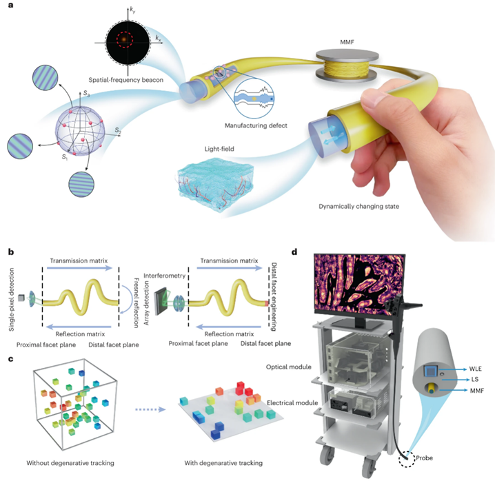 光电学院刘旭、杨青研究团队在Nature Photonics发文报道超细内窥镜动态超分辨成像