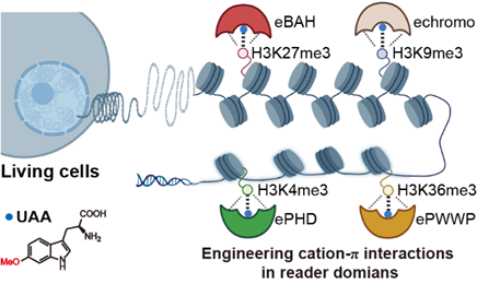 生研院林世贤实验室在JACS发文报道活细胞内增强阳离子-π相互作用的设计及其应用