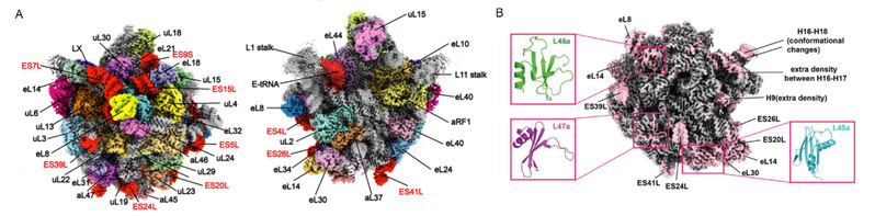 生研院周杰实验室合作在Nucleic Acids Research 上发文解析古细菌核糖体结构