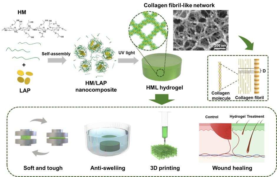 第一临床医学院查振刚/张还添团队研发出纳米纤维水凝胶用于促进伤口愈合