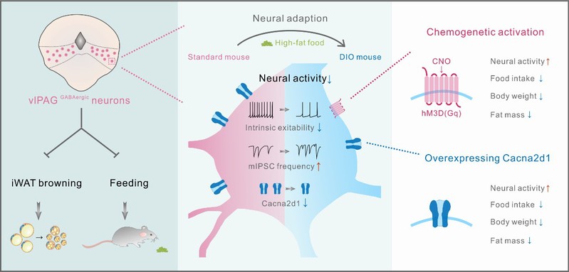 脑科学与脑医学学院汪浩团队在Science Advances 发文，揭示了肥胖的新机制——“抑食”神经元罢工