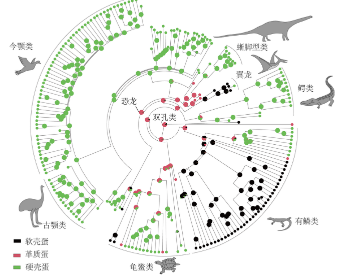 云南大学科研团队对中国最古老恐龙胚胎蛋窝的研究揭示恐龙蛋起源