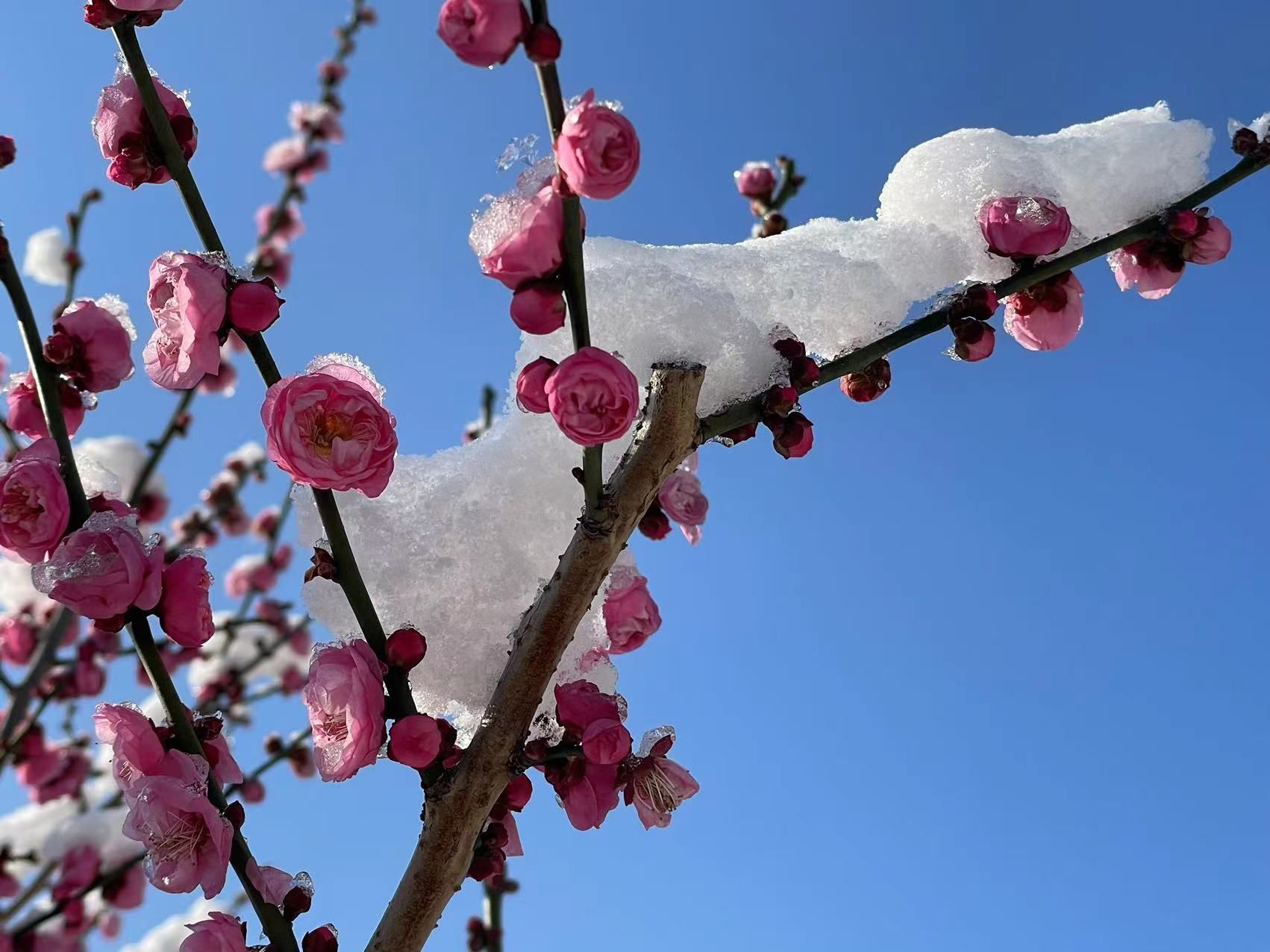 雪梅