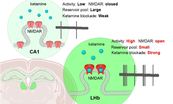 在这个脑区，氯胺酮打响抗击抑郁“第一枪”
