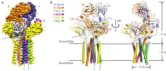 黄志伟教授团队在《自然》发文揭示人T细胞受体-共受体（TCR-CD3）复合物组装的分子机制